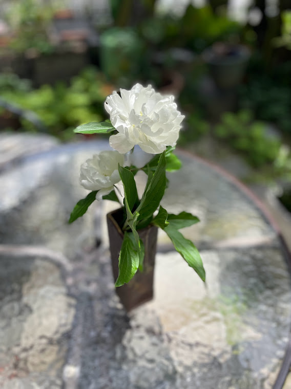 芍薬の花