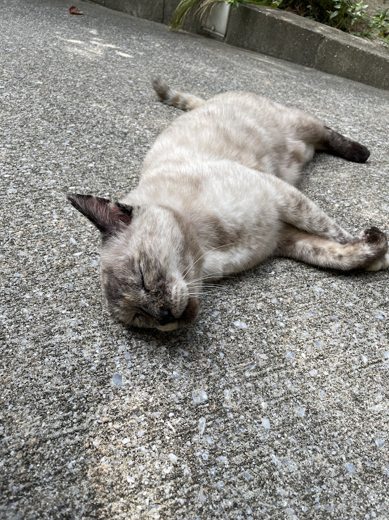 2026年1月のスケジュール