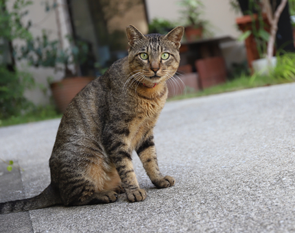 タイゾーのこと